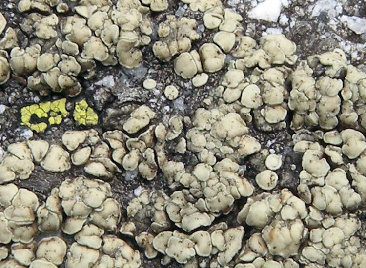 A me ricorda una Lecanora... -  Lecanora polytropa